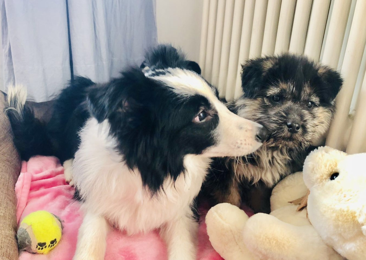 狗狗最喜欢的免费玩具,6-8个月狗狗玩的玩具推荐