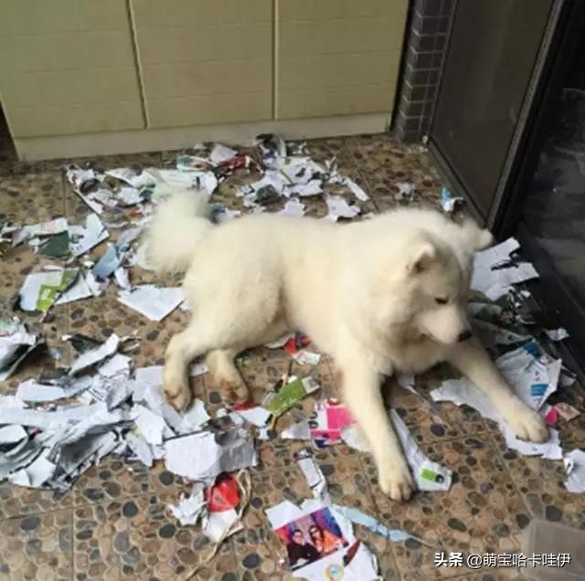 养了一只小萨摩耶,养一只萨摩耶是什么体验