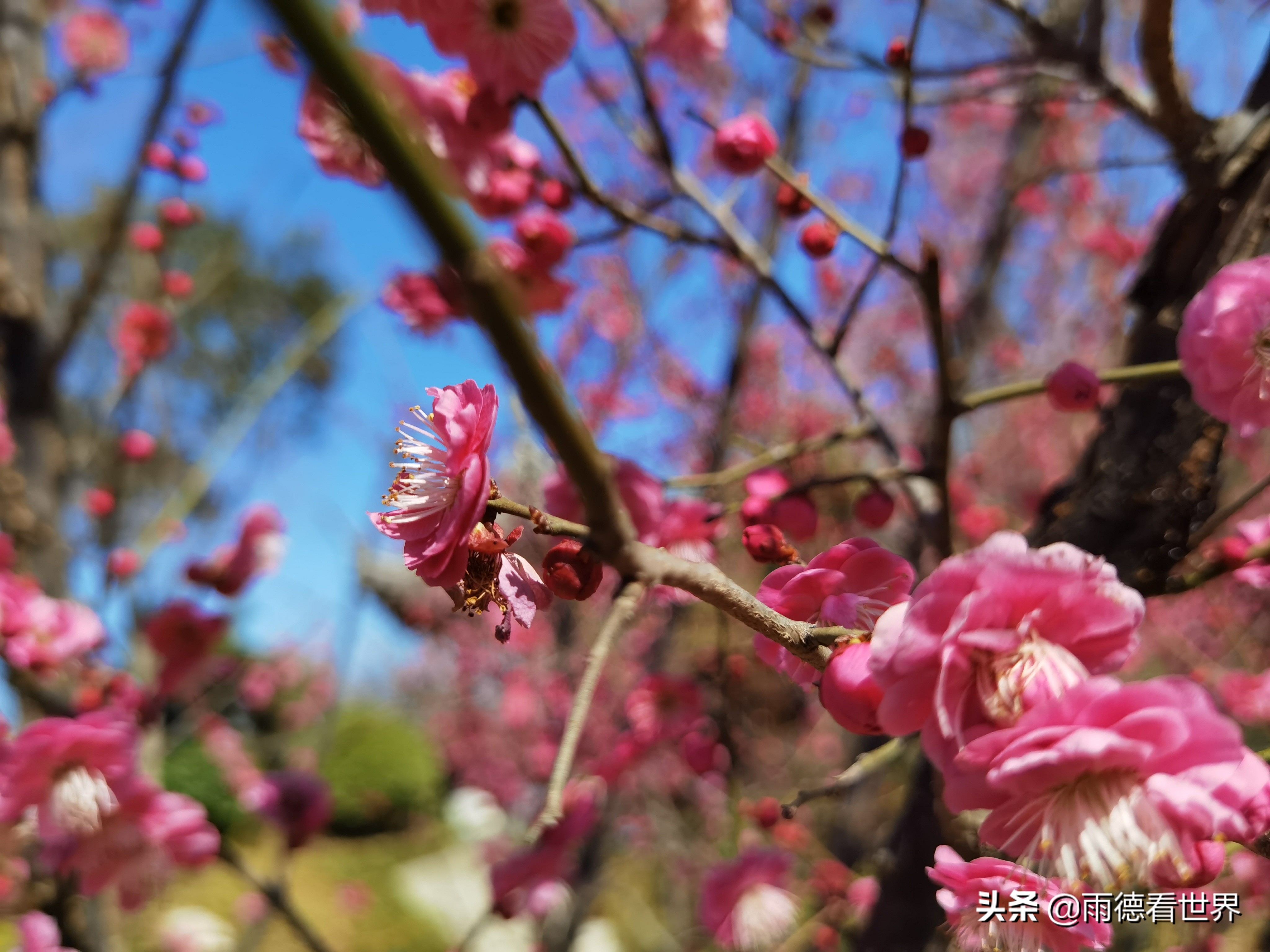 关于郑州园博园评价,郑州园博园离黄帝千古情多远