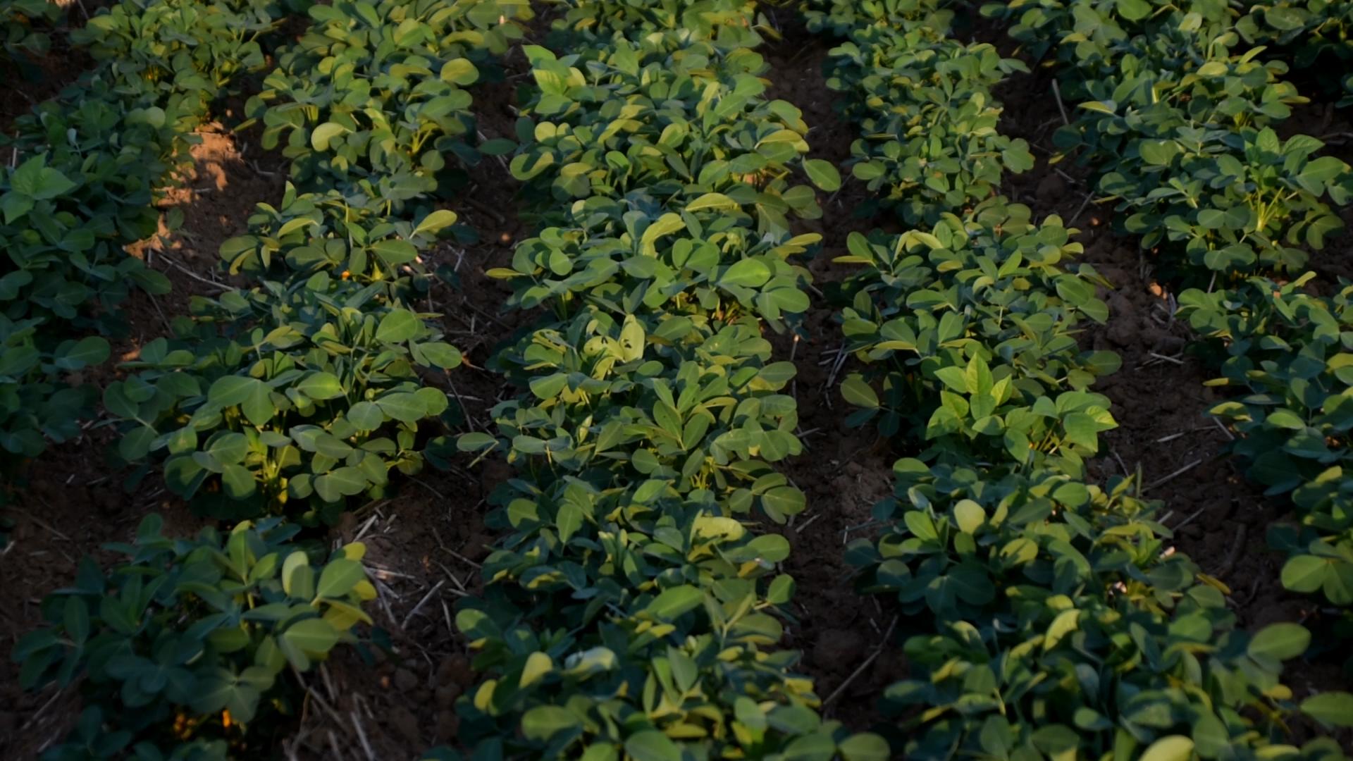 花生后期不落叶打什么药,花生种植常见病虫害的防治方法