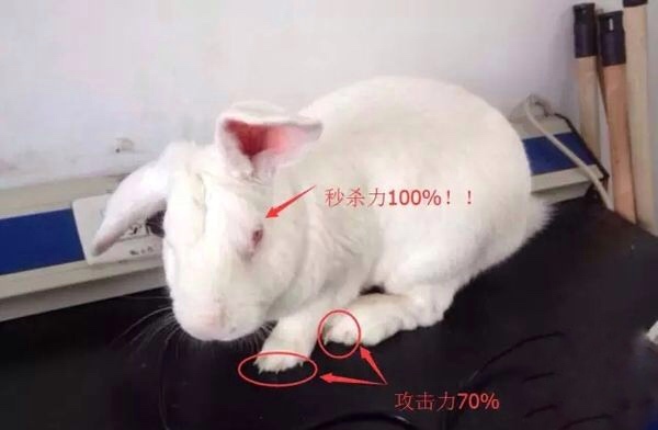 兔子野化,兔子野外环境是如何的