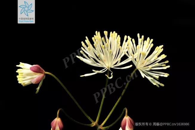 绣球花的花瓣好漂亮！等等，你确定那是花瓣？