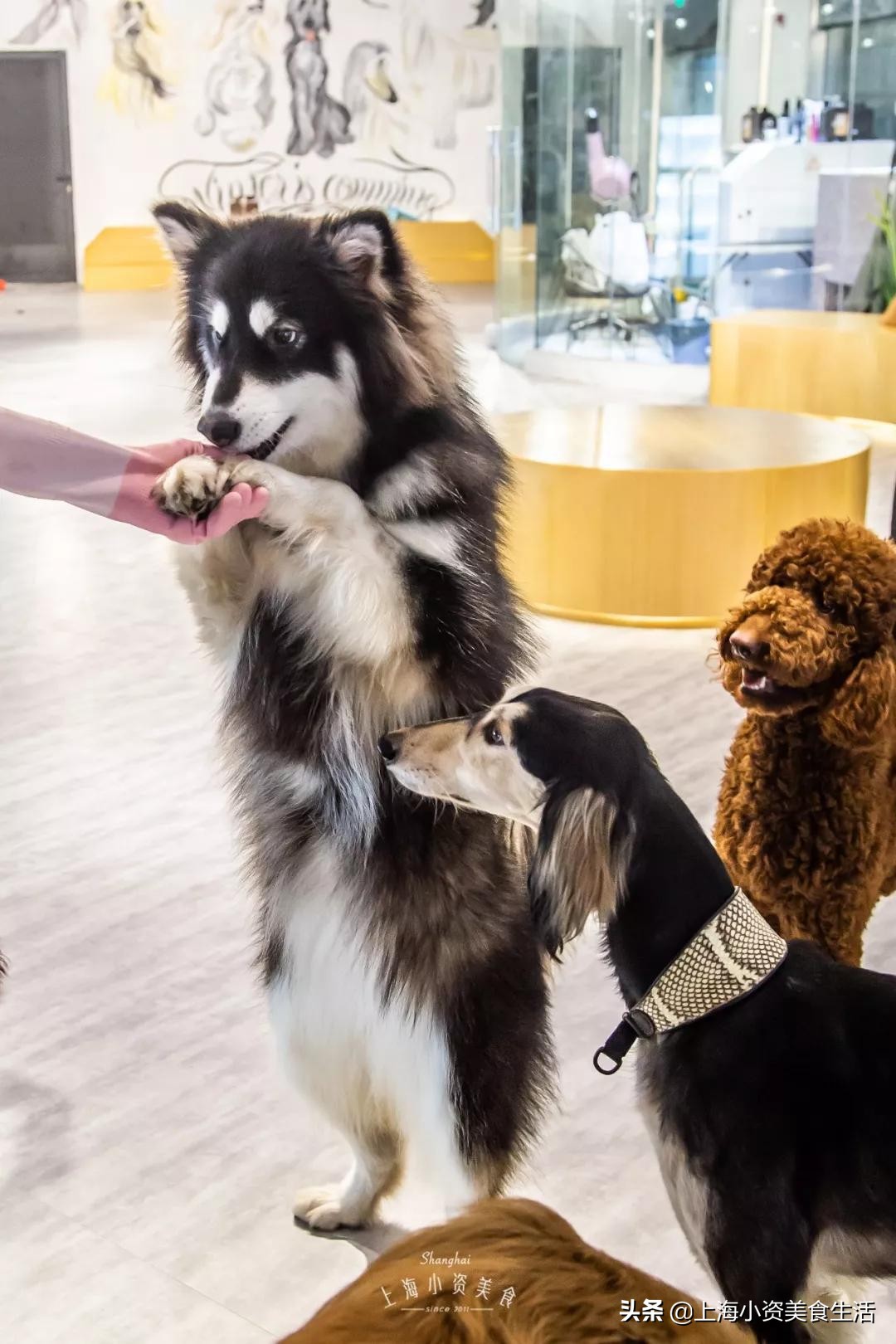 魔都哈士奇体验馆宠物咖啡,魔都哈士奇咖啡馆