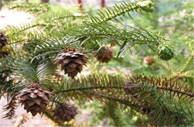 杉木有虫怎么防治,杉木虫害图片