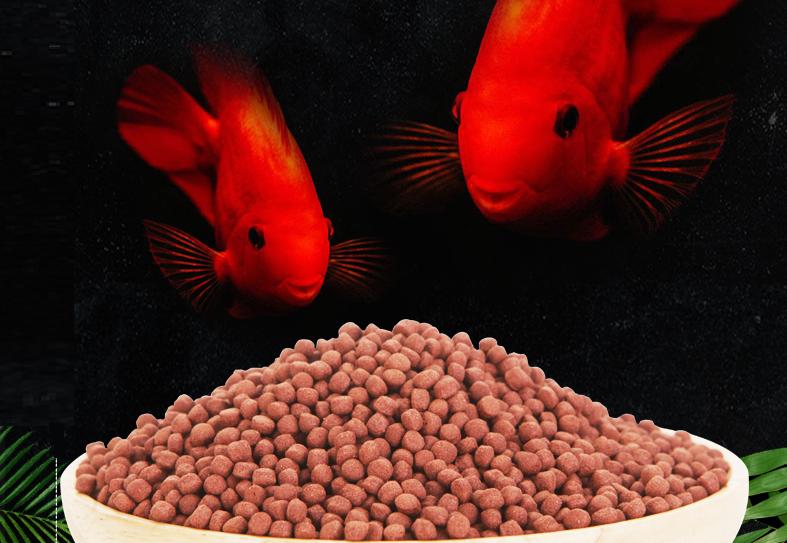 血鹦鹉鱼品种,血鹦鹉鱼哪个品种最好