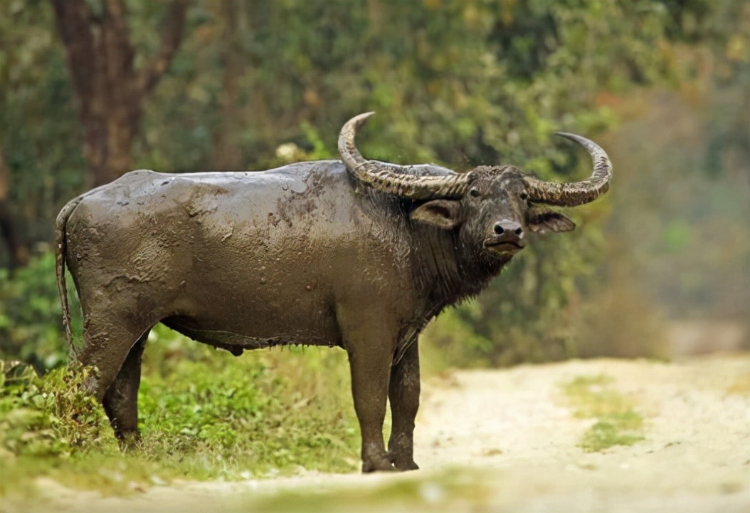 水牛为什么和黄牛不一样,水牛的力气比黄牛大多少