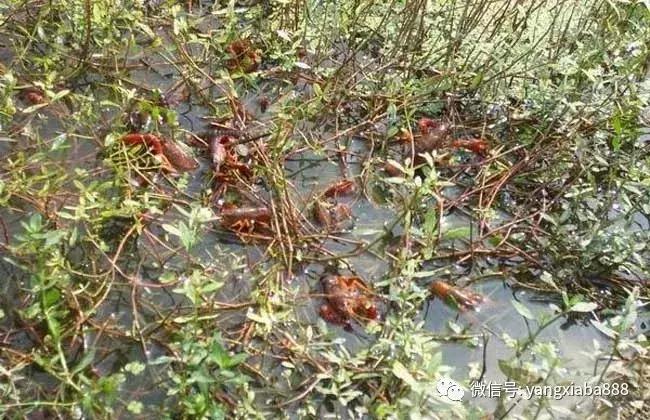 高效养龟关键技术,高效养河虾