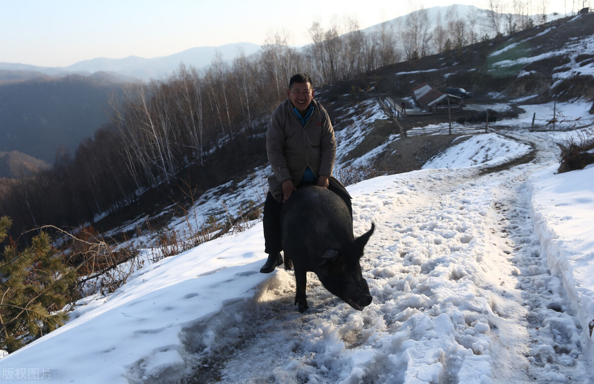 养猪大王2018,养猪大王致富经