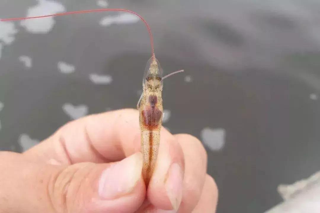 对虾肝脏问题发生原因,对虾前期黑肝的原因