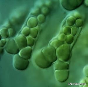 植物进化历程之藻类,藻类植物进化历程