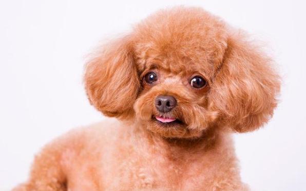 养泰迪犬要准备什么要注意什么,泰迪怎么养新手养泰迪犬基本知识