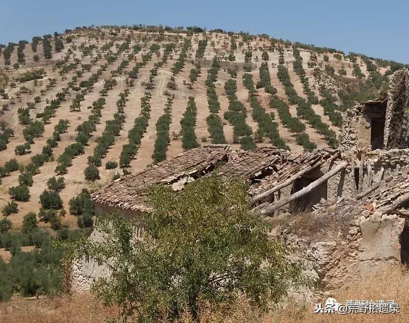 新疆巴旦木历史,巴旦木的前世今生