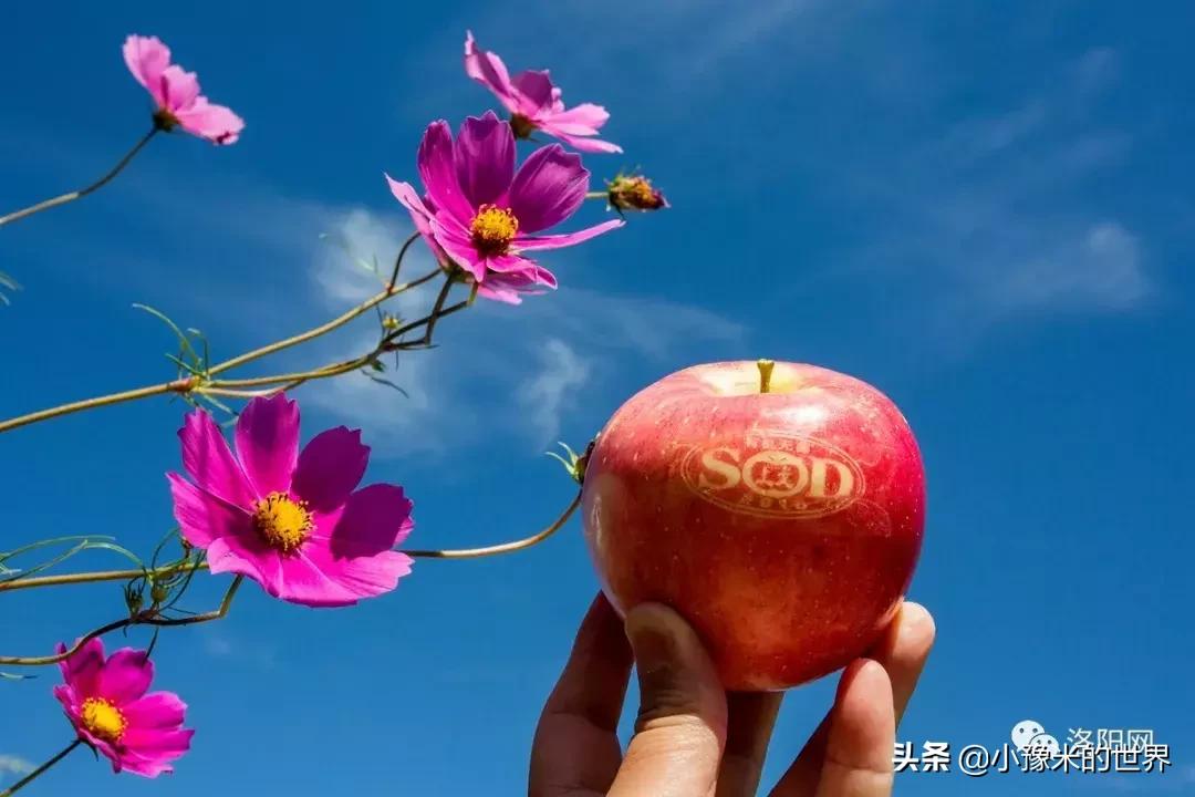 向洛阳人发出邀请国潮盛宴来袭,洛阳发布通知