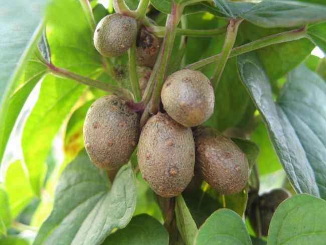 阳台花盆种蔬菜能浇黄豆水吗,在家里用花盆种植山药