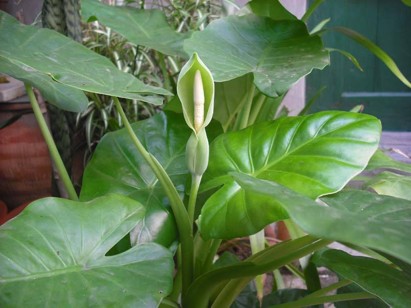 绿萝真的有毒吗有科学依据吗,绿萝养到家里真的有毒吗