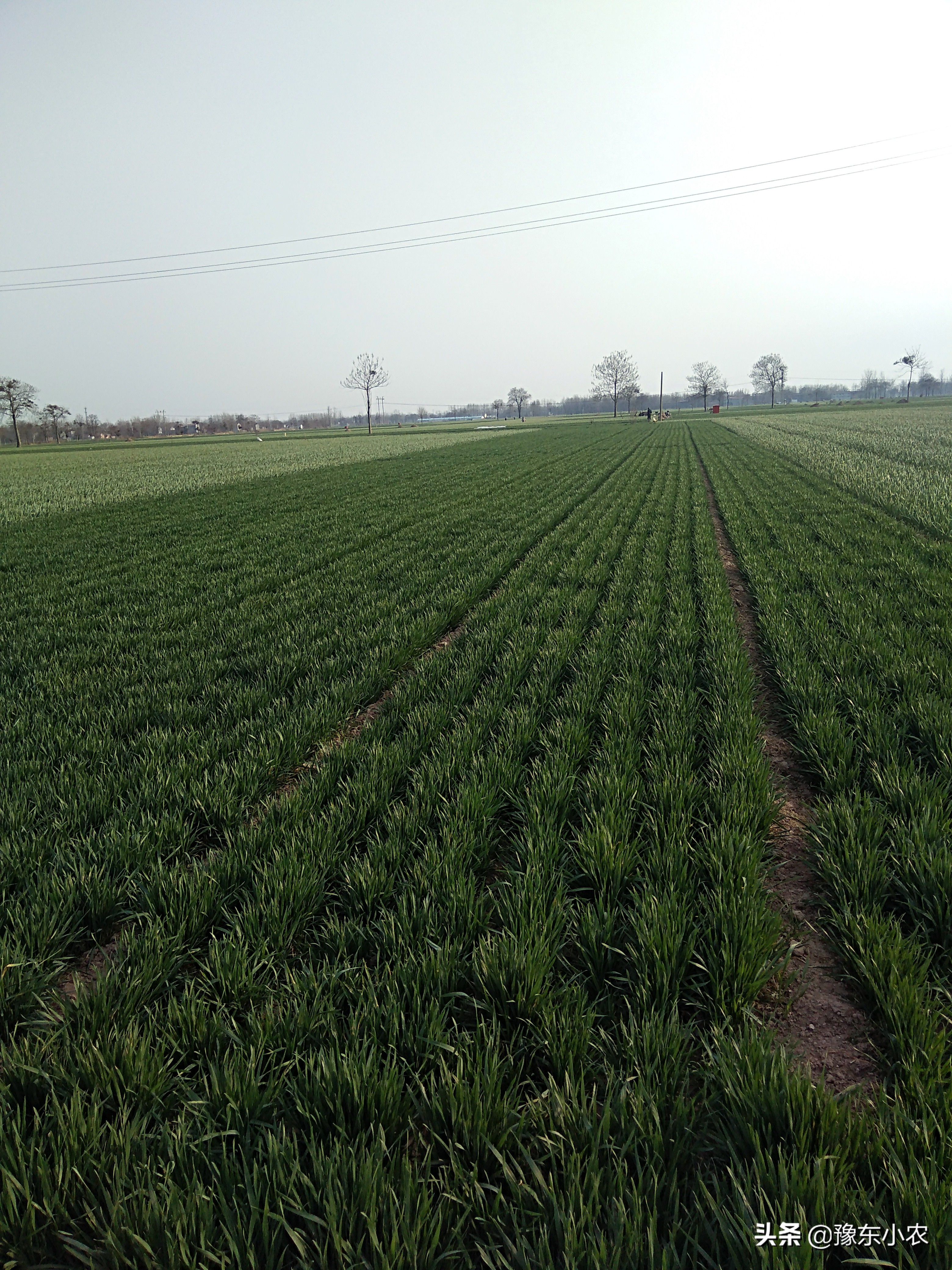 农村创业养殖和种植的可行性,返乡创业养殖四年真的不容易