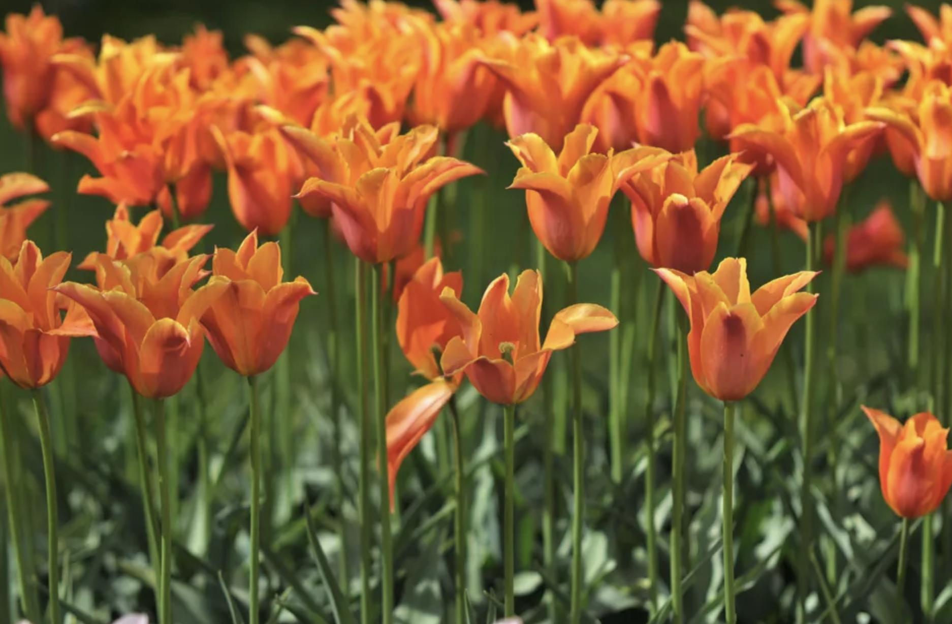 充满生命力的花卉,20种黄色的花