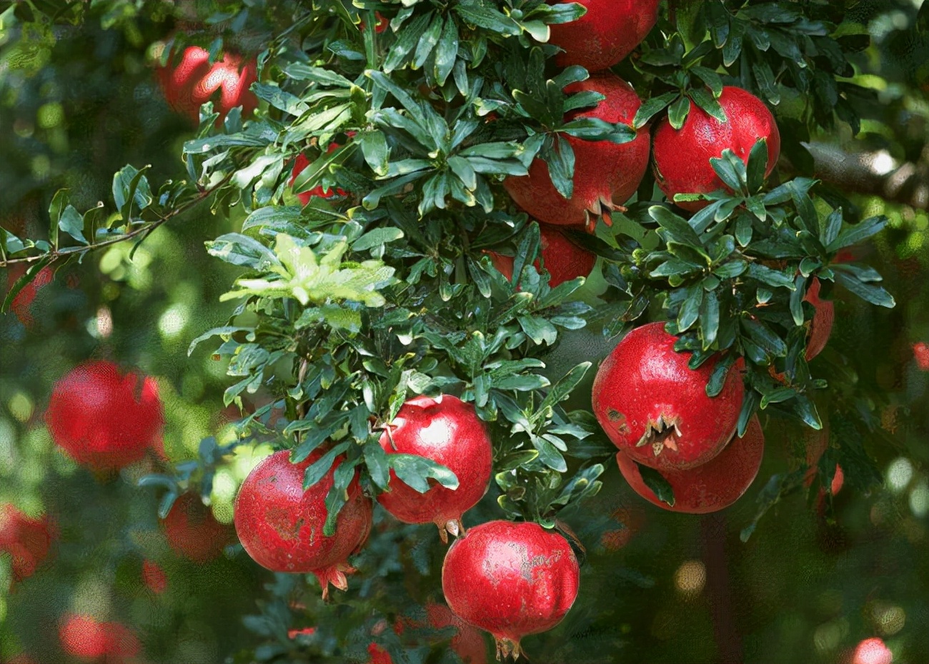 一棵石榴树用打药吗,石榴树的养护方法大全