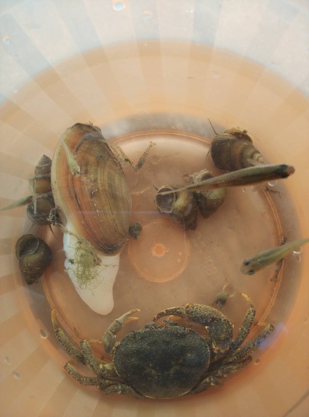 金堂五凤溪古镇一日游,十一假期抓螃蟹