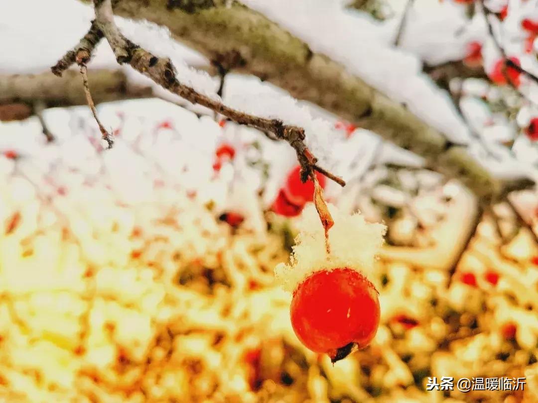 雪后的临沭小城，美得令人窒息