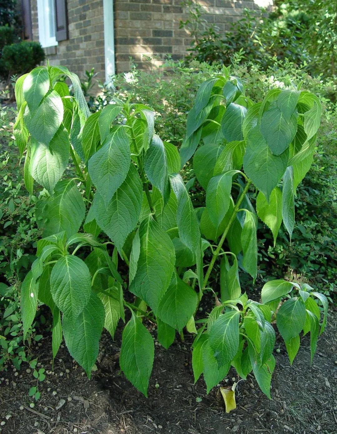 春季绣球叶子发皱怎么回事,夏季绣球老叶子都干枯怎么处理