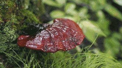 真菌是怎么感染动物的,真菌是怎么感染虫子的