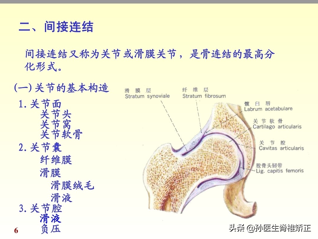 人体解剖学课件ppt,人体解剖学关节学