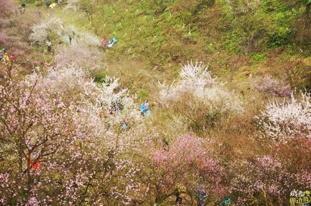 半个月后成都即将美翻全国，17处美景玩转整个春天！