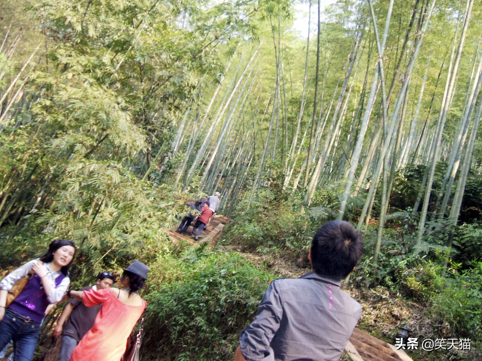四川宜宾竹海风景,宜宾蜀南竹海全视频