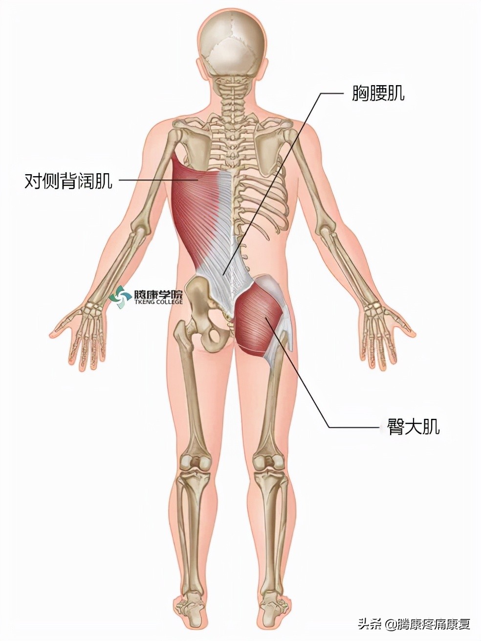 骶髂关节疼痛的原因一般是什么,骶髂关节夜间疼痛口服什么药品