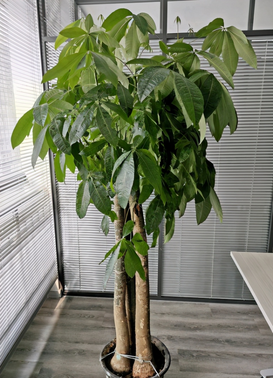 要想发财树长得旺应该怎么养,想让发财树长得快