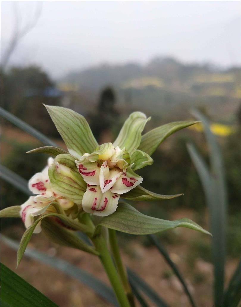 春剑盖世牡丹图片大全,天价兰花都是什么品种