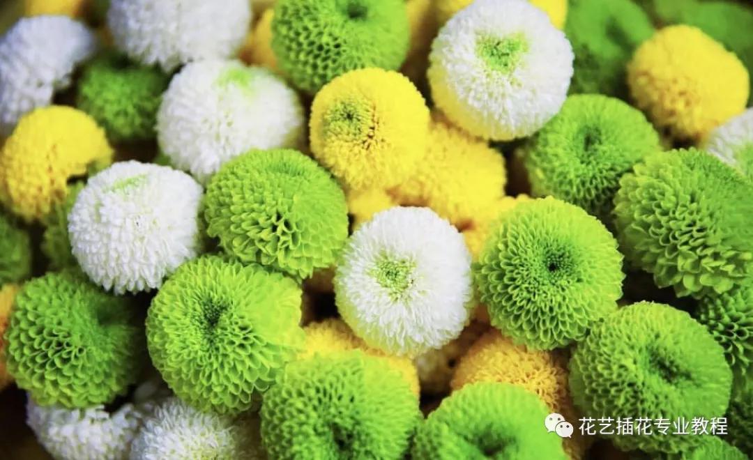 20种常见的菊科植物有哪些,哪些菊科植物好养