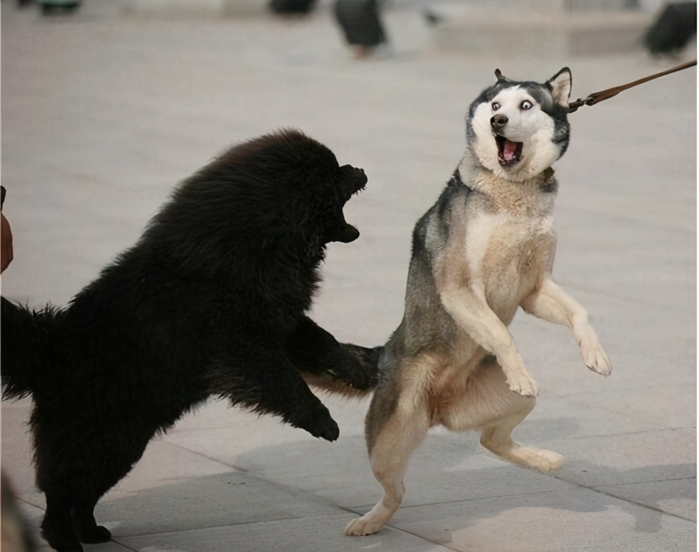 盘点那些胆子很小的狗,狗胆子小怎么办怕别的狗