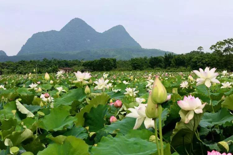 精心打造高端民宿,禅文化酒店设计风格