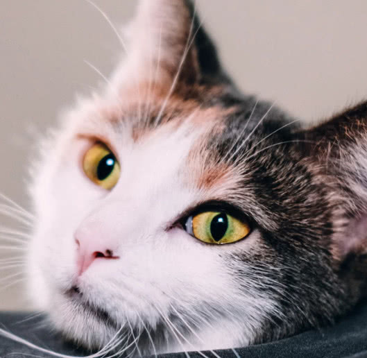 猫咪害怕时会有呼噜声吗,猫咪会因为害怕发出呼噜声吗