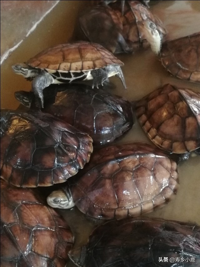 黄喉石金钱龟怎么养,黄喉拟水龟石金钱龟