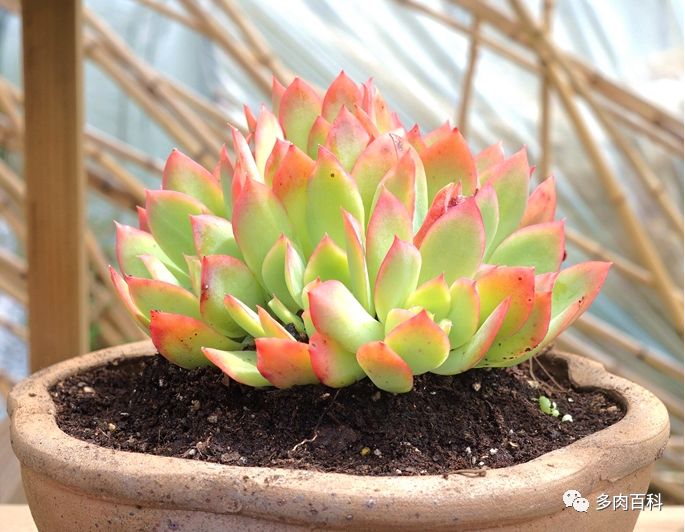 多肉植物能喷叶面水吗,水养多肉植物怎么养