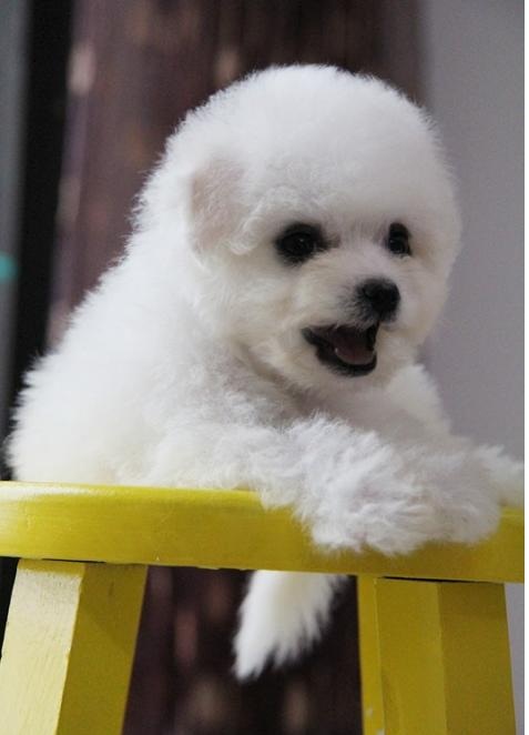 比熊消除泪痕,比熊吃什么牌子狗粮能消除泪痕