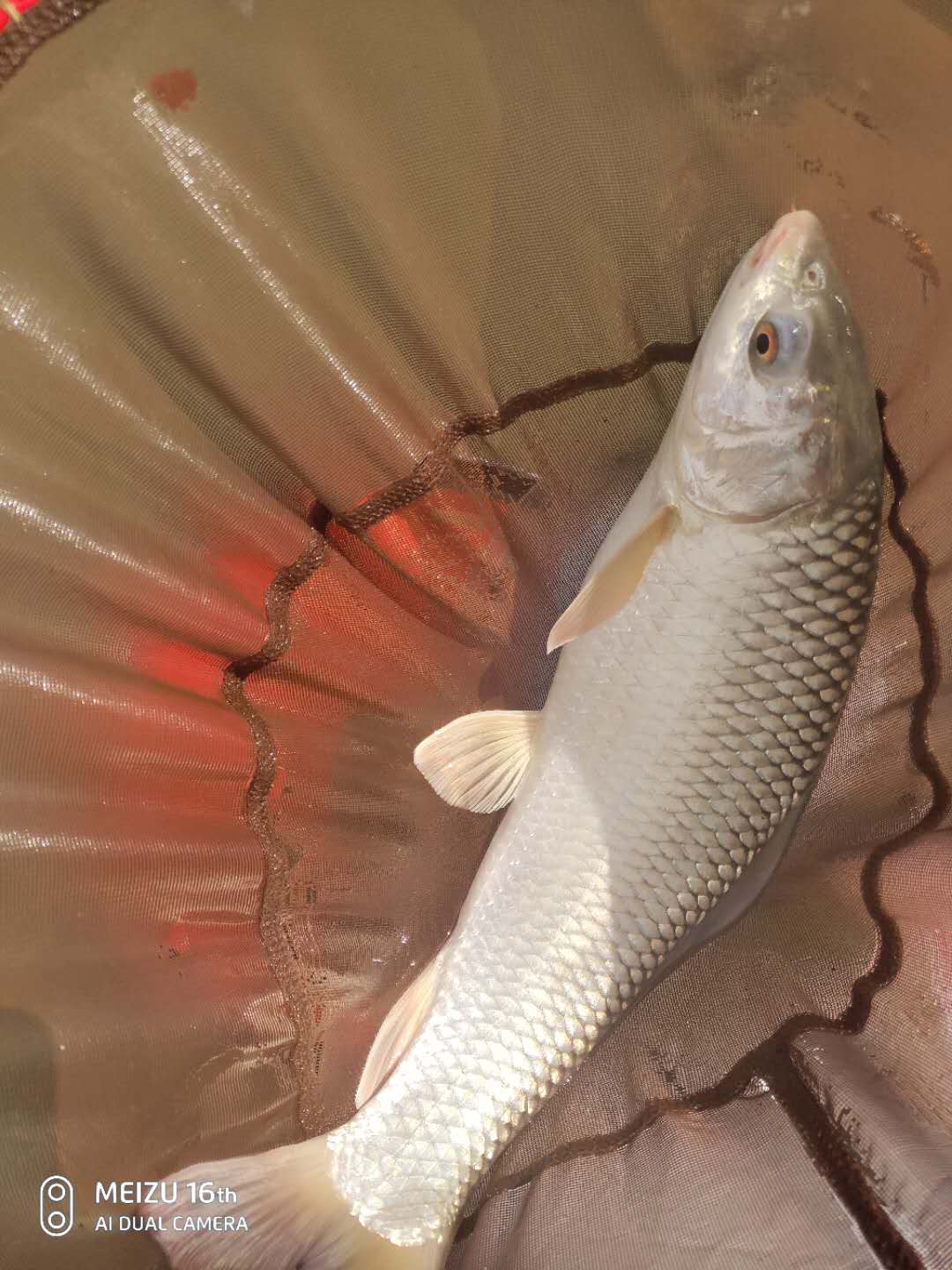 尚艺东美评价,尚艺东美秀鲤鱼竿好吗