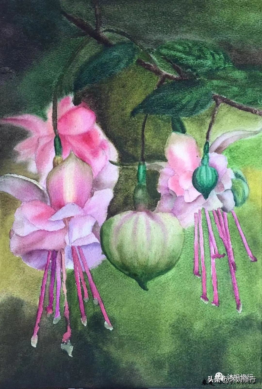 水彩手绘吊钟花,水彩吊钟花手绘