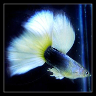 饲养的孔雀鱼摇头晃脑时，就要注意了，可能是感染的水霉病！