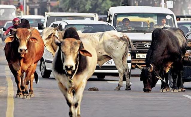 印度人觉得牛尿治什么病,印度人是不是以为牛尿可以治百病