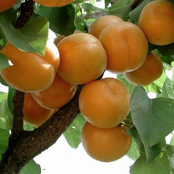 我与麦黄杏的恩恩怨怨