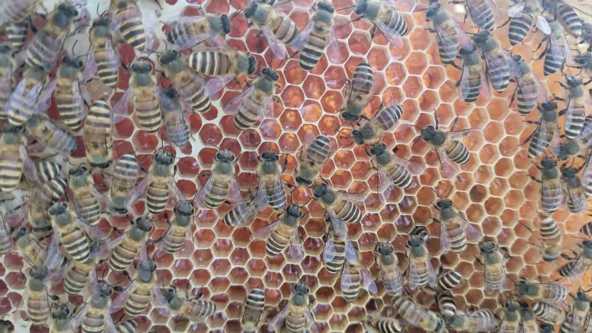 蜜蜂养殖技术全过程中蜂怎样喂食,蜜蜂养殖怎么吸引蜜蜂