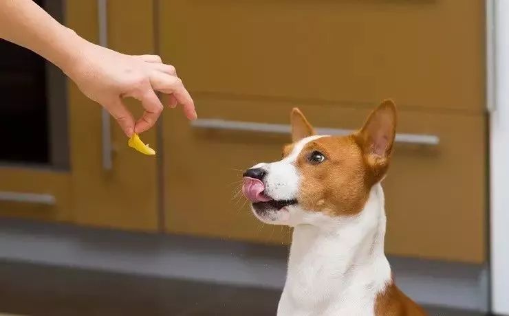 养狗新手必备狗狗用品,养狗干货