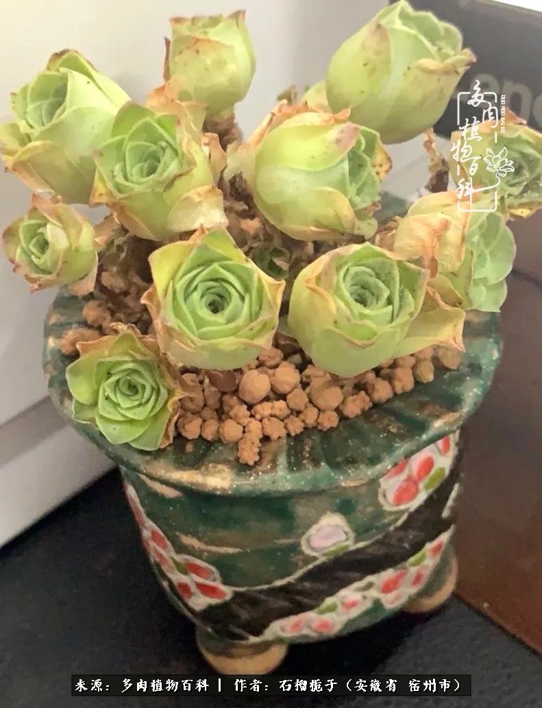 治愈系多肉：何以解忧，唯有多肉