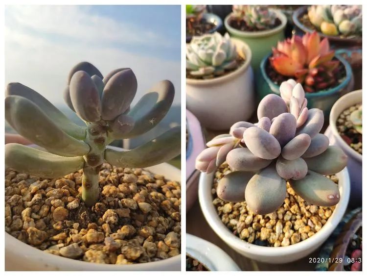 多肉不适合新手养,多肉入坑到什么程度好