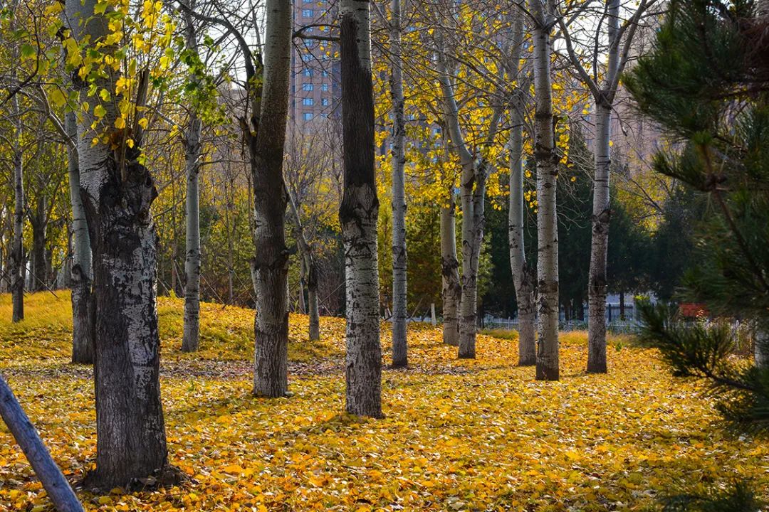 春意盎然北京五大公园,北京区级综合性公园