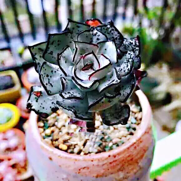 长寿花属多肉类植物,多肉类植物有哪些